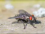 Stop Attracting Flies: Adopt This 1-Minute Fan Habit Now