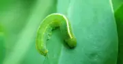 Stop Caterpillars Eating Plants with Homemade Spray Recipes