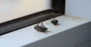 Stop Dead Flies on Windowsills With Peppermint Oil Hack