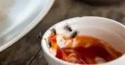 Stop Flies Entering Your Home: Simple 5-Minute Fan Change