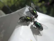 Stop Flies Invading Your Home in a Heatwave with Easy 5-Minute Change