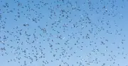 Stop Flying Ants in Your Garden with 85p Cinnamon Spice Trick