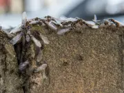 Stop Flying Ants Invading Garden with 85p Cinnamon Hack