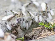 Stop Flying Ants Invading Your Home with Vinegar Spray in July