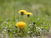 Stop Garden Weeds For Good With Cardboard: No Chemicals Needed