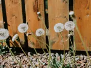 Stop Garden Weeds Permanently with One Household Item