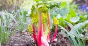 Stop Harvesting Rhubarb in July for Bigger Stalks Next Year, Expert Says