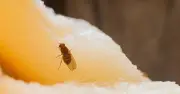 Stop pesky fruit flies from entering kitchens with £1.48 easy DIY method