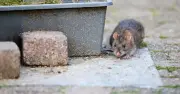 Stop Rats Entering Your Home with 36p Asda Steel Wool Solution