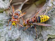 Stop Wasps Invading Your Home With One Kitchen Item in July