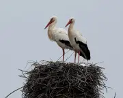 Storks' Junk Food Diet from Landfills Raises Health Concerns