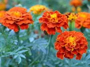Swap Hydrangeas for Low-Maintenance Marigolds That Bloom for Months