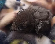 Swift chicks feared thrown in skip during house renovations in Jarrow