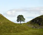 Sycamore Gap Sapling Stolen from Castle Grounds Months After Planting