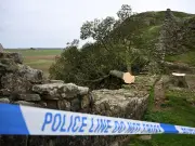 Sycamore Gap Sapling Stolen from National Trust Property in Lake District