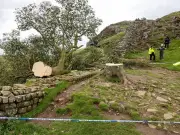 Sycamore Gap Sapling Stolen from National Trust Site