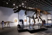 T rex fossil 'Gus' sells for $50.1m at New York auction, setting new record