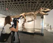 T rex Skeleton Auction Sparks Scientist Concerns Over Fossil Research