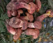 Tasty Asian Mushroom Lanmaoa asiatica Causes Hallucinations of Tiny People