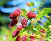 Tayberries: A Delightful Cross Between Raspberry and Blackberry