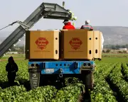 Taylor Farms Recalls Iceberg Lettuce Over Cyclospora in 27 US States