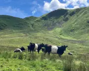 TB Scare on the Farm: Summer Plans in Ruins