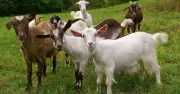 Teacher, 43, Arrested for Raping Goats in South Africa