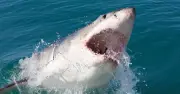 Teacher Killed in Shark Attack After Warning Children to Flee Water