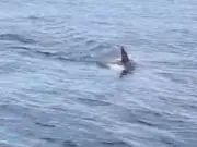 Teen Bitten by Shark While Fishing Off Georgia Coast