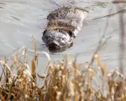 The Rewilding of Boothby: Can Making Nature Profitable Save Britain's Farmland?