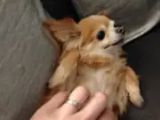 Thief Jailed for Kidnapping Chihuahua in Suitcase During Terrifying Robbery