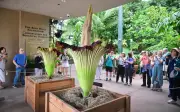 Thousands Flock to See Rare Corpse Flowers Bloom in California
