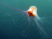 Thousands of 120ft Lion's Mane Jellyfish Invade US Beaches, Sting When Dead