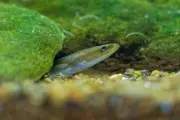 Thousands of fish, including endangered eels, die in London river pollution
