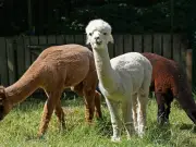 Three Alpacas Arrive at Newcastle's Pets Corner in Jesmond Dene