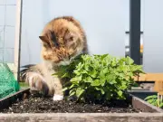 Three Food Scraps Gardeners Swear By to Deter Cats Naturally