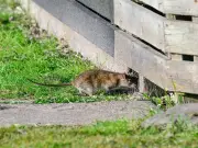 Three Free Steps to Keep Rats Out of UK Gardens This Summer
