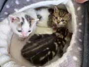 Three Kittens Rescued from Skip by Quick-Thinking Workers in Sunderland