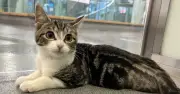 Three-Legged Cat Hopper Abandoned Outside Battersea Seeks Forever Home