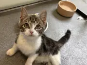 Three-Legged Cat Hopper Seeks Loving Home After Abandonment