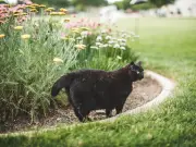 Three Natural Cat Deterrents That Will Keep Felines Out of Your Garden