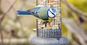 Three Simple Tasks to Attract Wildlife to Your Garden During Heatwave