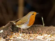 Three Simple Tasks to Attract Wildlife to Your Garden During UK Heatwave