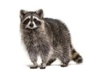 Thursday News Quiz: Elections Denied, Dog Surprise, Viral Raccoon