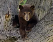 Thursday News Quiz: Meta, Sugar in Space, and a Bear Cub