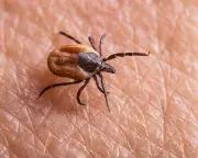 Tick bites rising in US and UK: Expert tips to protect yourself