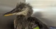 Tiny abandoned heron Hetty returns to wild after RSPCA rescue
