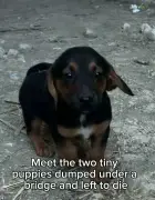 Tiny Puppies Dumped Under Bridge in Greece Need UK Homes