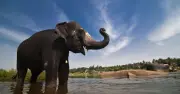 Toddler Found Crying Beside Dying Mum as Elephant Attacks Kill 3 in India