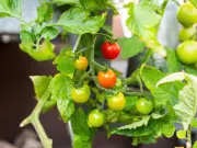 Tomatoes Thrive with Basil as Companion Planting Herb